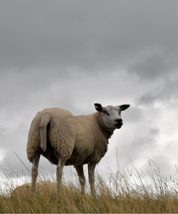 Küçükbaş Kampanya